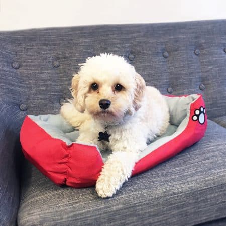 Hundekorb / Katzenkorb 55 - 80 cm weitere Farben